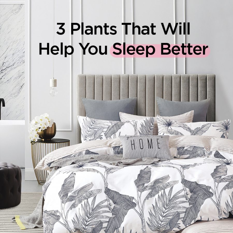 3 plants that will help you sleep better