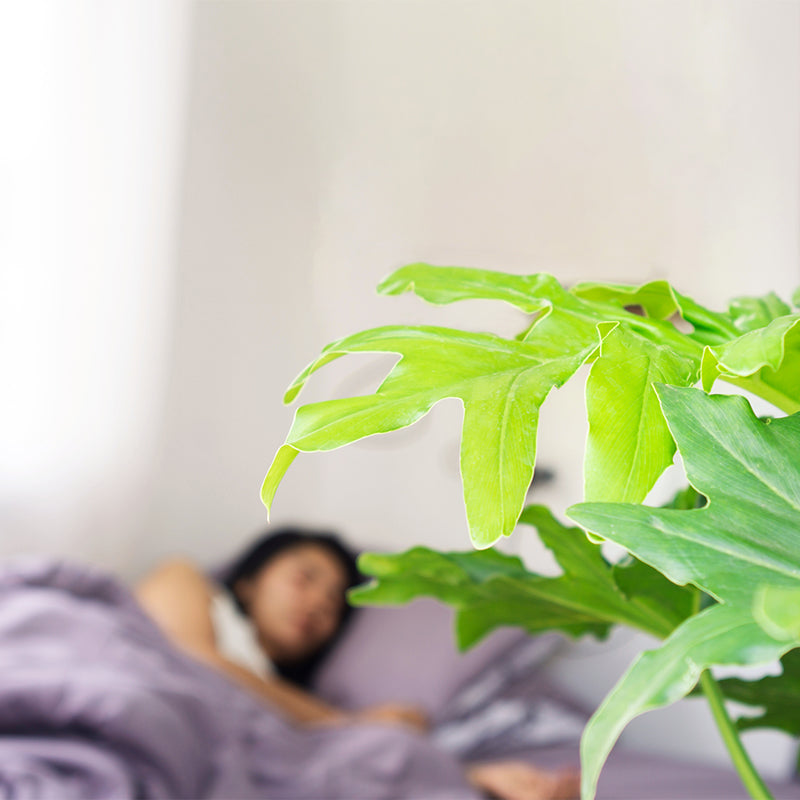 Green Bedroom: Indoor Plants for Better Sleep